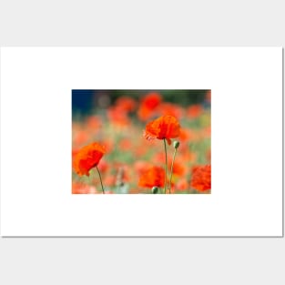 Field of poppies Posters and Art